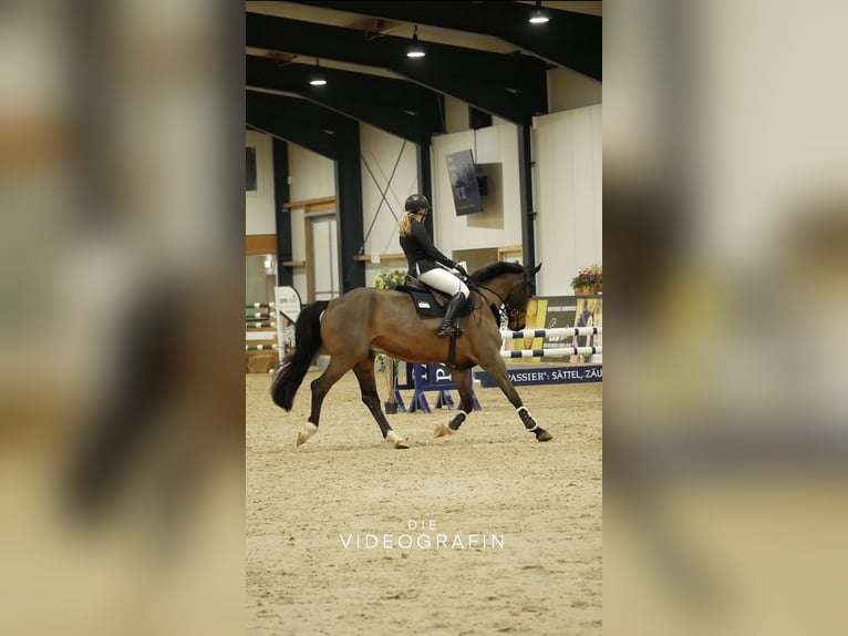 Westphalian Gelding 15 years 16,1 hh Brown in Diemelsee