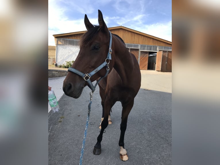 Westphalian Gelding 15 years 16,1 hh Brown in Diemelsee