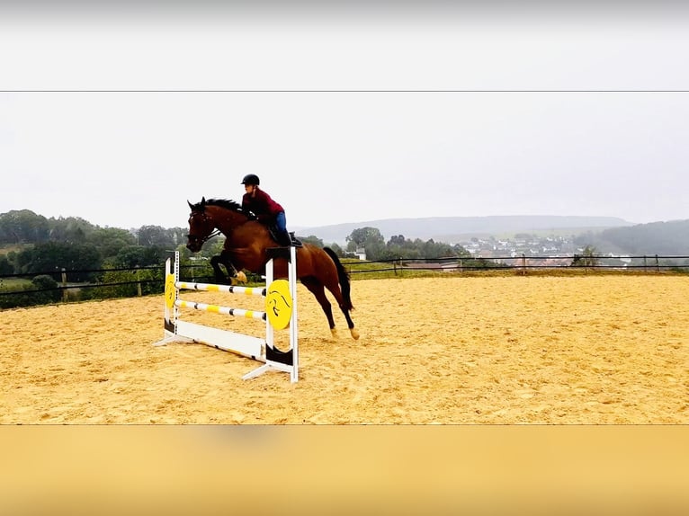 Westphalian Gelding 15 years 16,1 hh Brown in Diemelsee