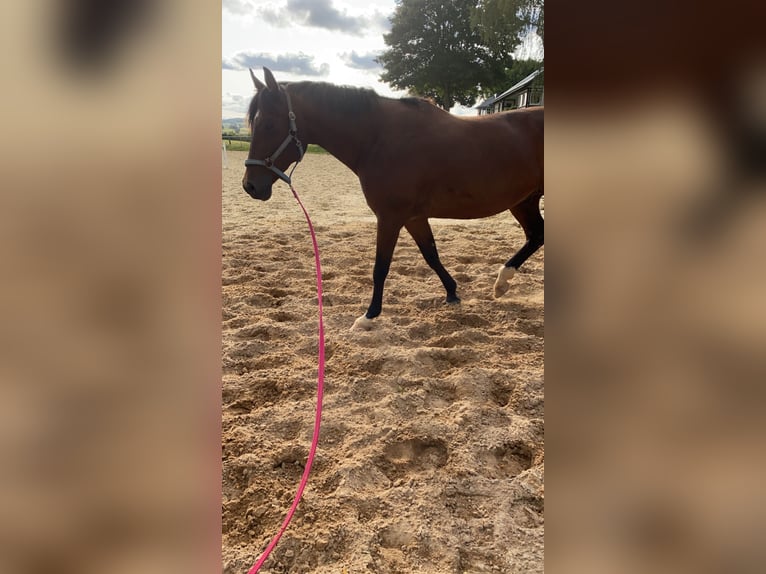 Westphalian Gelding 15 years 16,1 hh Brown in Diemelsee