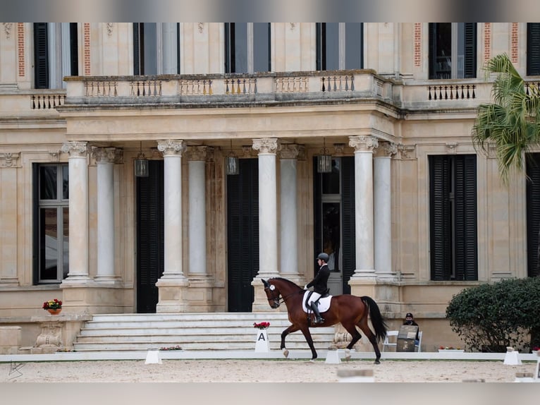 Westphalian Gelding 15 years 16,2 hh Brown in La Barrosa