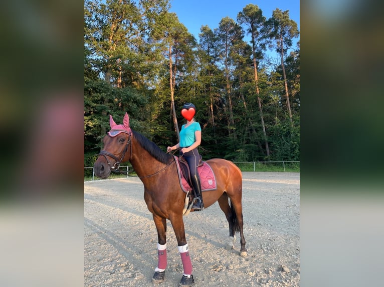 Westphalian Gelding 15 years 16,2 hh Brown in Germersheim