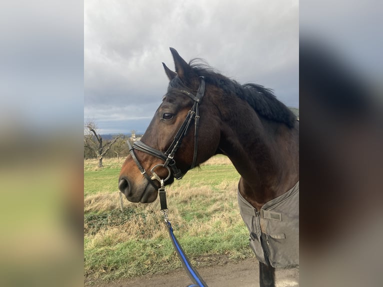Westphalian Gelding 15 years 16.2 hh Brown in Lahnstein