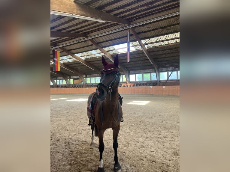 Westphalian Gelding 15 years 16 hh Bay-Dark in Oberursel