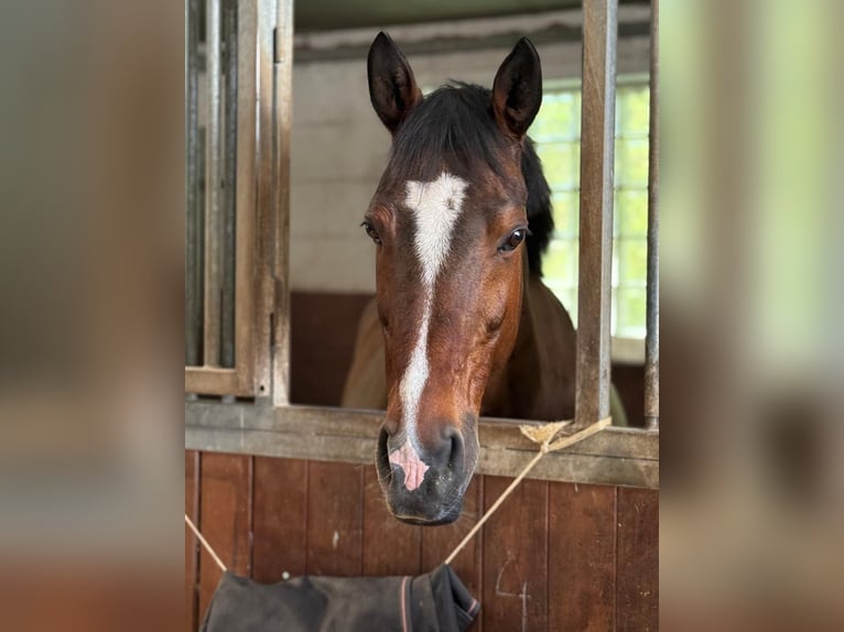 Westphalian Gelding 15 years 16 hh Bay-Dark in Oberursel