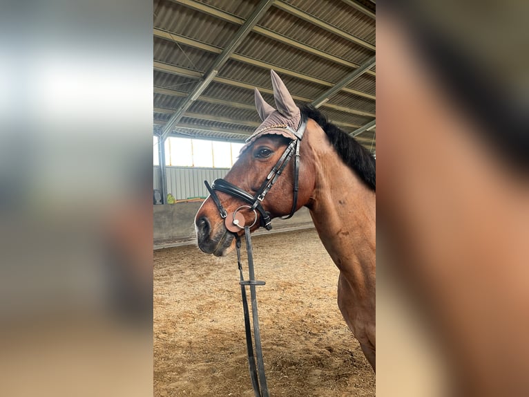 Westphalian Gelding 15 years 16 hh Bay-Dark in Oberursel
