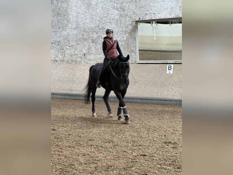 Westphalian Gelding 15 years 16 hh Black in Nordheim