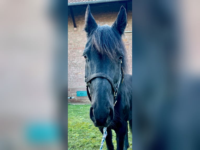 Westphalian Gelding 15 years 16 hh Black in Groß-Umstadt
