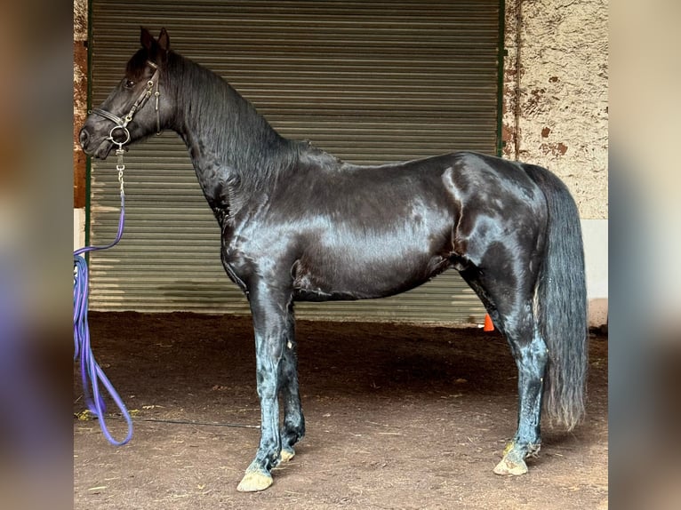 Westphalian Gelding 15 years 16 hh Black in Groß-Umstadt