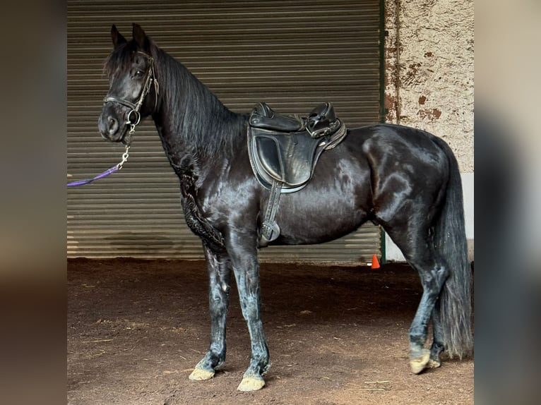 Westphalian Gelding 15 years 16 hh Black in Groß-Umstadt