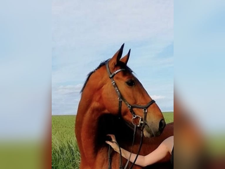 Westphalian Gelding 15 years 16 hh Brown in Beckum