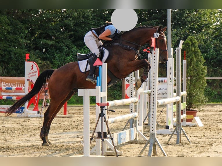 Westphalian Gelding 15 years 16 hh Brown in Beckum