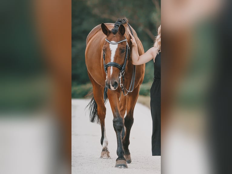 Westphalian Gelding 15 years 16 hh Brown in Reichenau