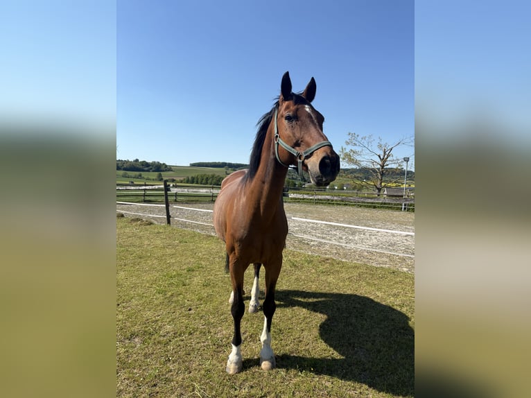 Westphalian Gelding 15 years 16 hh Brown in Lauterbach