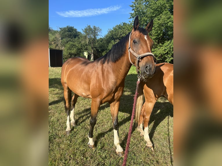 Westphalian Gelding 15 years 16 hh Brown in Lauterbach
