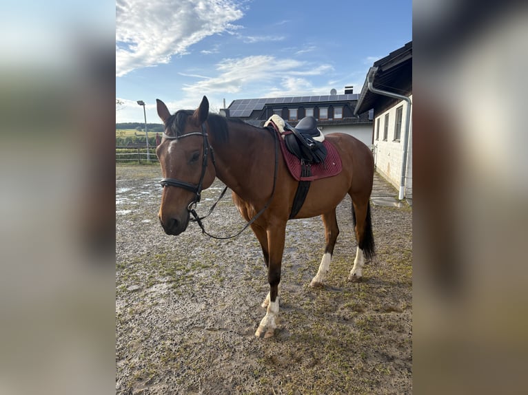 Westphalian Gelding 15 years 16 hh Brown in Lauterbach