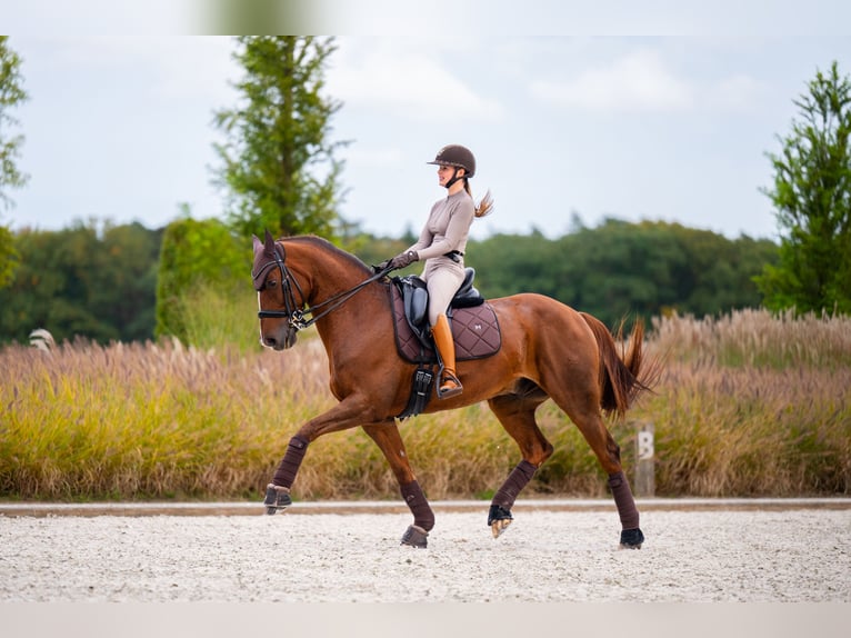 Westphalian Gelding 15 years 16 hh Chestnut in Mol