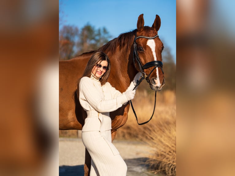 Westphalian Gelding 15 years 16 hh Chestnut in Mol