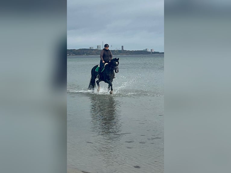 Westphalian Gelding 15 years 16 hh in Badendorf