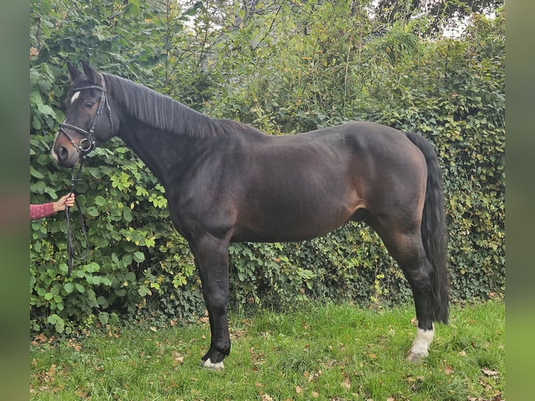Westphalian Gelding 15 years 16,1 hh Smoky-Black in Wachtendonk