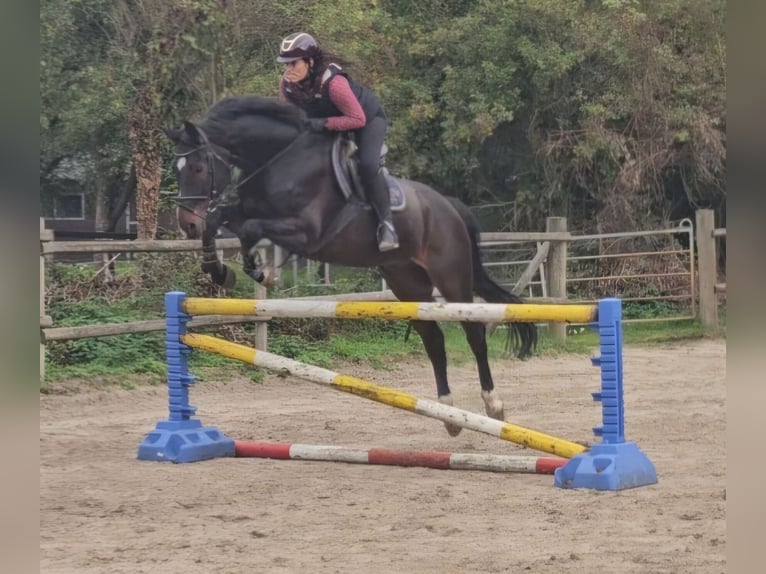 Westphalian Gelding 15 years 16,1 hh Smoky-Black in Wachtendonk