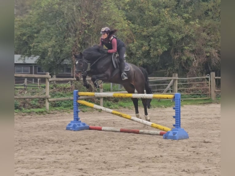 Westphalian Gelding 15 years 16,1 hh Smoky-Black in Wachtendonk