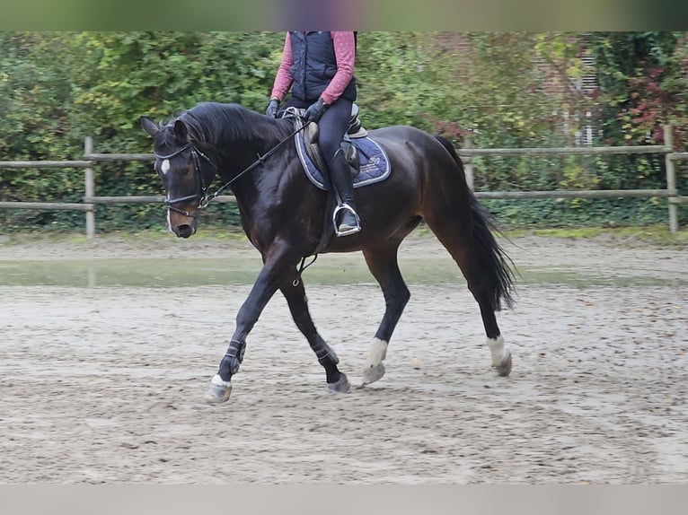 Westphalian Gelding 15 years 16,1 hh Smoky-Black in Wachtendonk