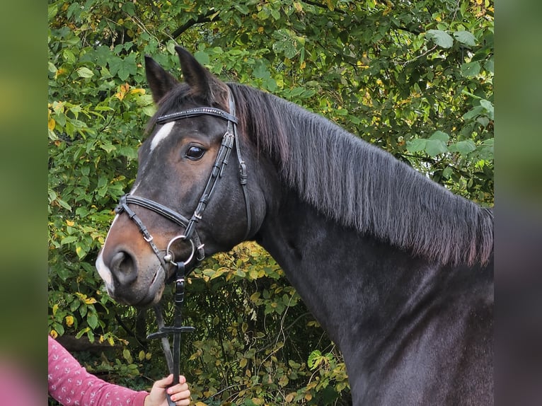 Westphalian Gelding 15 years 16,1 hh Smoky-Black in Wachtendonk