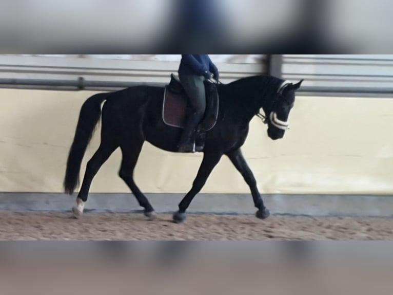 Westphalian Gelding 15 years 16,2 hh Black in Ohmbach
