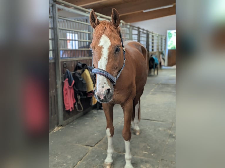 Westphalian Gelding 15 years 16,2 hh Chestnut-Red in Hallbergmoos