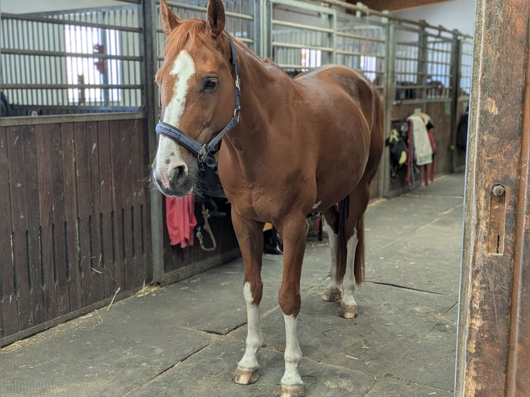 Westphalian Gelding 15 years 16,2 hh Chestnut-Red in Hallbergmoos