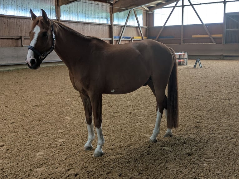 Westphalian Gelding 15 years 16,2 hh Chestnut-Red in Hallbergmoos