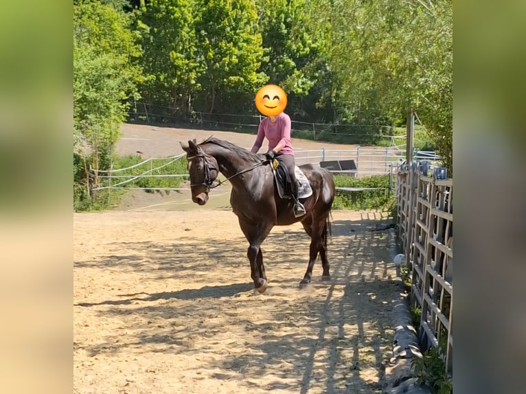Westphalian Gelding 15 years 16,2 hh in Hattingen