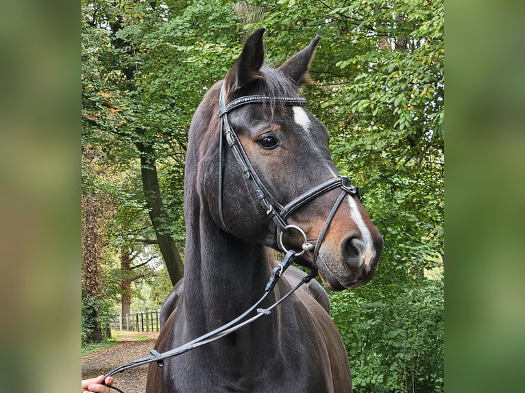 Westphalian Gelding 15 years 16,2 hh Smoky-Black in Wachtendonk