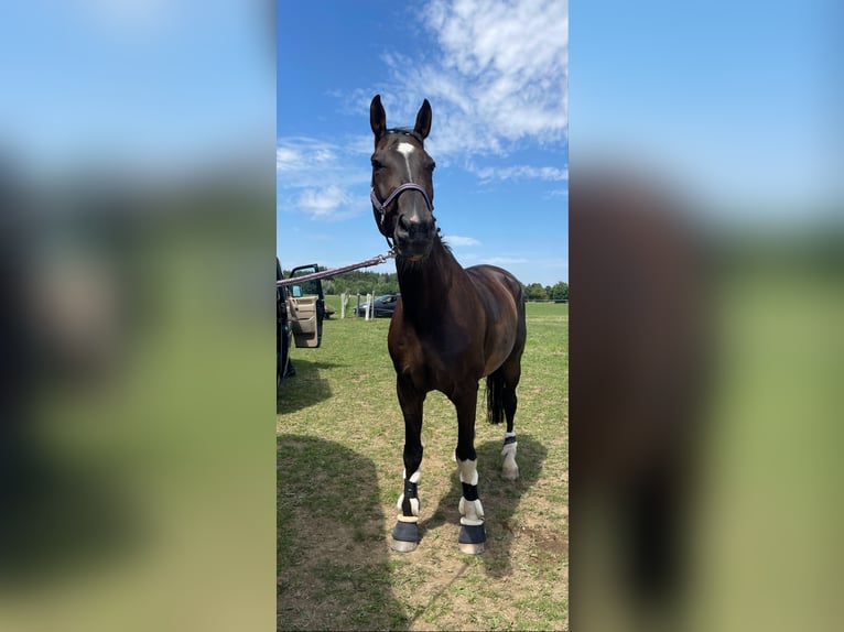 Westphalian Gelding 15 years 16,3 hh Bay-Dark in Holzkirchen