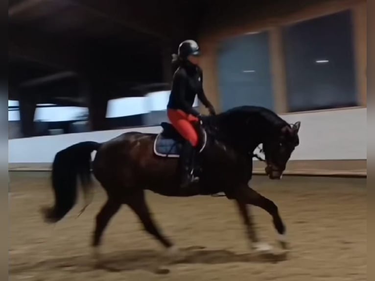 Westphalian Gelding 15 years 16,3 hh Brown in Bergisch Gladbach