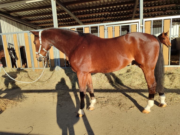 Westphalian Gelding 15 years 16,3 hh Brown in Bergisch Gladbach