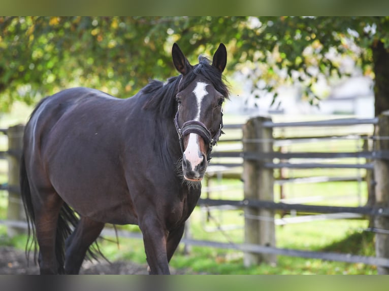 Westphalian Gelding 15 years 17.2 hh Bay-Dark in Reutte