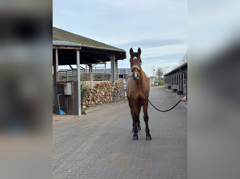 Westphalian Gelding 15 years 17 hh Brown in Grevenbroich