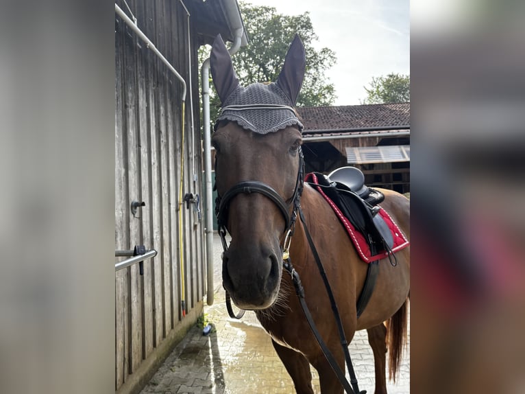 Westphalian Gelding 15 years 17 hh Chestnut-Red in Haag an der Amper