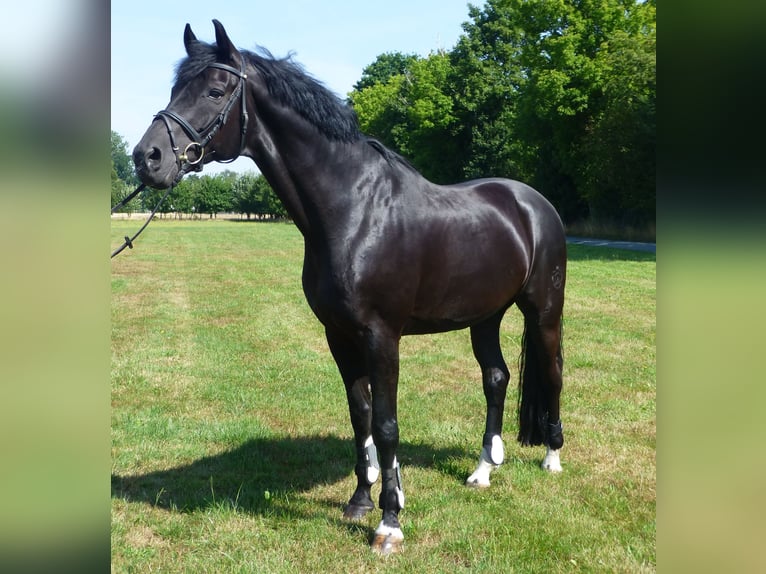Westphalian Gelding 15 years 17 hh Smoky-Black in Stemwede