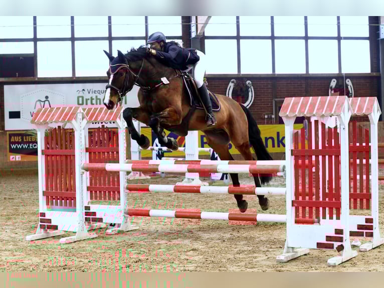 Westphalian Gelding 15 years 17,1 hh Brown in M&#xF6;nchengladbach