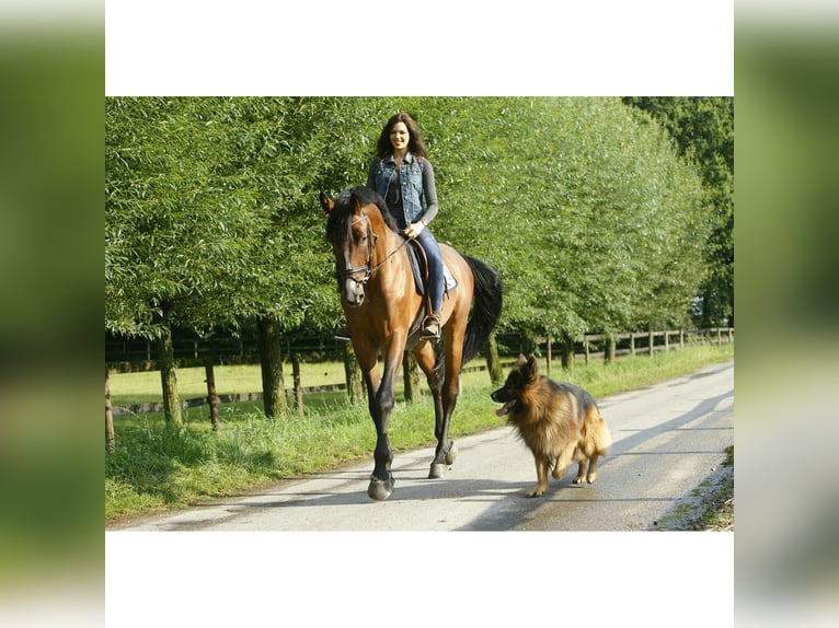 Westphalian Gelding 15 years 17,1 hh Brown in M&#xF6;nchengladbach