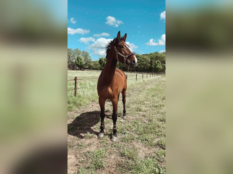 Westphalian Gelding 15 years 17,1 hh Brown in M&#xF6;nchengladbach