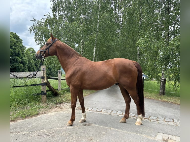 Westphalian Gelding 16 years 15,2 hh Chestnut-Red in Hiddenhausen