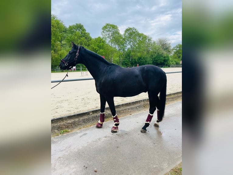 Westphalian Gelding 16 years 15,2 hh Black in Sindelfingen