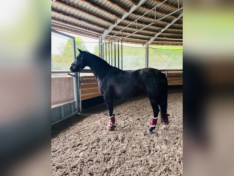 Westphalian Gelding 16 years 15,2 hh Black in Sindelfingen
