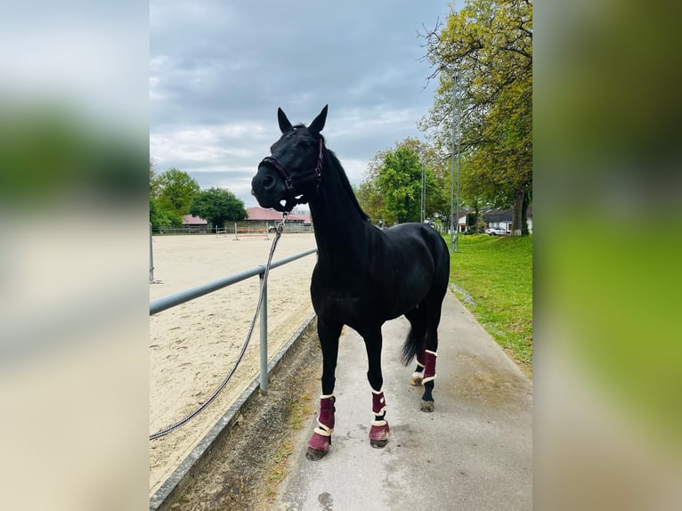 Westphalian Gelding 16 years 15,2 hh Black in Sindelfingen