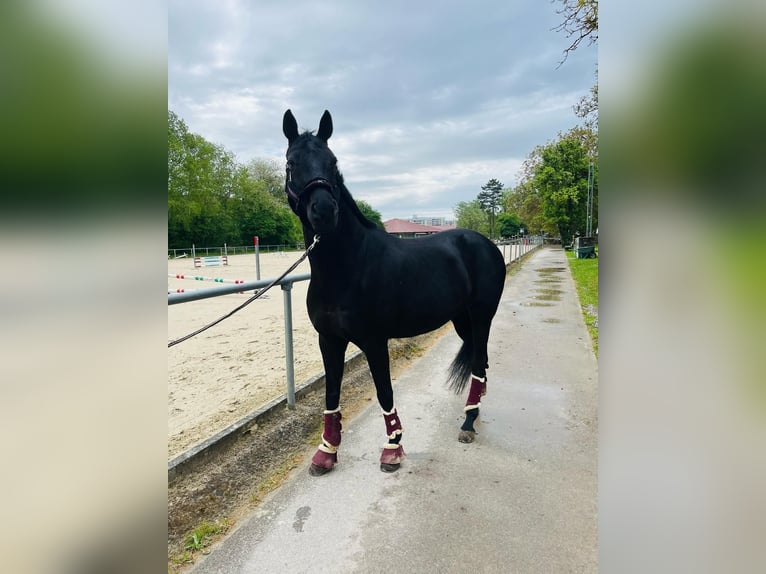Westphalian Gelding 16 years 15,2 hh Black in Sindelfingen
