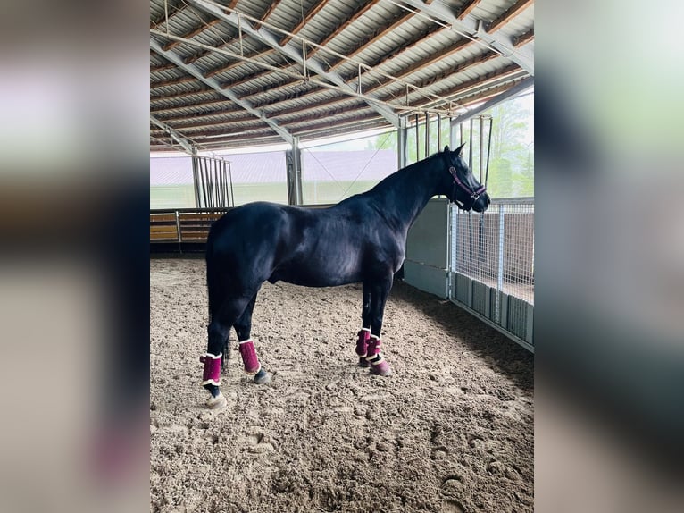 Westphalian Gelding 16 years 15,2 hh Black in Sindelfingen